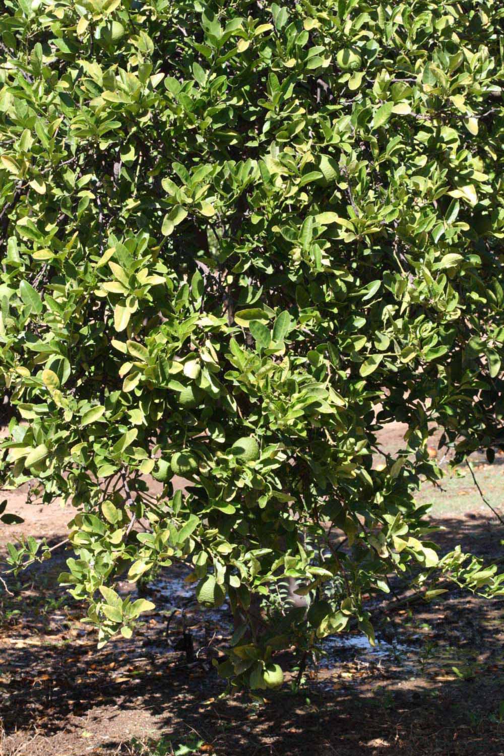              Habit (Riverside, CA)       